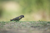 Meyer's parrot (Poicephalus meyeri) ground, Khwai River, Moremi, Okavango Delta, Botswana