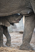 African elephant (Loxodonta africana), young elephant preparing to suckle under his mother, Elephant sands, Botswana