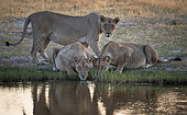 Lion (Panthera leo) Three lionesses drinking at the river, Khwai, Botswana
