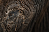 Eye of African Elephant (Loxodonta africana), Botswana