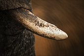 Tusk of African Elephant (Loxodonta africana), Botswana