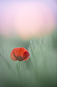 Poppy (Papaver rhoeas) just after the sun goes down, Ile d'Oleron, France