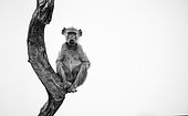 Chacma baboon (Papio hamadryas ursinus) young sitting balanced on a trunk, Hwange, Zimbabwe