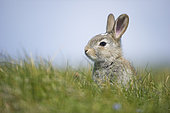 European rabbit (Oryctolagus cuniculus) sitting on grass, Shetland, Scotland