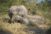 Young white rhinoceros (Ceratotherium simum) sucking under his mother, Umfolozi, South Africa