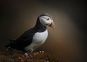 Atlantic Puffin (Fratercula arctica) on a cliff, Shetland