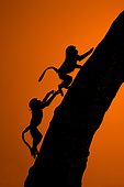 Chacma baboon (Papio hamadryas ursinus) Young playing climbing a tree to spend the night, Hwange, Zimbabwe