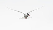 Arctic tern (Sterna paradisaea) high key, Shetland