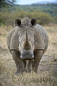 Face to face with a white rhinoceros (Ceratotherium simum), Umfolozi, South Africa