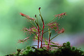 Madagascar Sundew (Drosera madagascariensis)