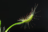 Shaggy sundew (Drosera scorpioides)