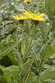 Elecampane (Inula helenium), Asteraceae, aromatic and medicinal plant, Medieval Garden, Orschwiller, Alsace, France