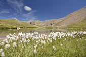 Lac Verdet, Cotton grass in the foreground, near Restefond, Mercantour National Park, Alps, France