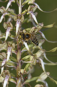 Orchis bouc (Himantoglossum hircinum), pollinisation par une Abeille à miel (Apis mellifera), pollinies collées sur la tête, Bollenberg, Orschwihr, Haut Rhin, France