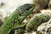 Western green lizard (Lacerta bilineata) male, Bollenberg, Orschwihr, Haut-Rhin, France