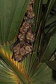 Tent-making bat (Uroderma bilobatum) group on leaf, Costa Rica