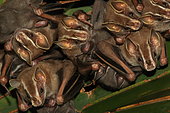Tent-making bat (Uroderma bilobatum) group on leaf, Costa Rica
