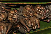 Tent-making bat (Uroderma bilobatum) group on leaf, Costa Rica
