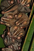 Tent-making bat (Uroderma bilobatum) group on leaf, Costa Rica