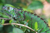 Common green iguana (Iguana iguana), Costa Rica