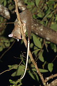 Derby's Woolly Opossum (Caluromys derbianus) on a branch, Costa Rica