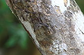 Proboscis Bat (Rhynchonycteris naso) on a trunk, Costa Rica