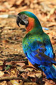 Blue-and-yellow Macaw (Ara ararauna) on ground, Costa Rica