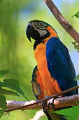 Blue-and-yellow Macaw (Ara ararauna) on a branch, Costa Rica