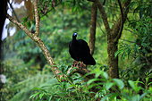 Black Guan (Chamaepetes unicolor) on a branch, Costa Rica