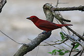 Scarlet tanager (Piranga olivacea) on a branch, Costa Rica