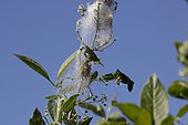 Wilson's Charcoal (Euonymus wilsonii) eaten by the Spindle ermine (Yponomeuta cagnagella) in the Hanging Garden Park of Le Havre, Normandy, France