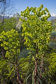 Euphorbia (Euphorbia characias) 'purple and gold'