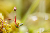 Cranberry (Vaccinium macrocarpa) bud, Forlet peat bog, Soultzeren, Alsace, France