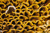 Many-zoned Polypore (Trametes versicolor), Soultzeren, Alsace, France