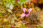Caterpillar of Cranberry Fritillaries (Boloria aquilonaris) and flower of Cranberry (Vaccinium macrocarpa), Forlet peat bog, Soultzeren, Alsace, France