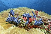 Corail dur (Porites lutea) avec Eponges bleues (Haliclona sp.), Eponges encroûtantes rouges (Clathria mima) et Synascidies vertes (Didemnum molle), Palawan, Mimaropa, mer de Sulu, Philippines