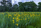 Yellow flag (Iris pseudacorus), Flowers, Springtime, Liendo, Cantabria, Spain, Europe