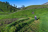 Cutting the grass, Cabaña pasiega and meadows, Miera Valley, Valles Pasiegos, Cantabria, Spain, Europe