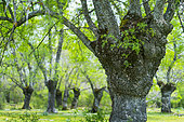 European ash or common ash (Fraxinus excelsior), Herrería Forest, San Lorenzo de El Escorial, Madrid, Spain, Europe
