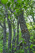 Giant peacock moth (Saturnia pyri) (Saturnia pyri), also called the great peacock moth, giant emperor moth, or Viennese emperor, Sierra de Guadarrama, Madrid, Spain, Europe