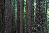 Sequoia - Sequoya (Sequoia sempervirens) is the sole living species of the genus Sequoia in the cypress family Cupressaceae (formerly treated in Taxodiaceae). Common names include coast redwood, coastal redwood and California redwood