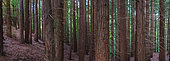 Séquoia (Sequoia sempervirens), Secuoyas del Monte, Cantabrie, Espagne
