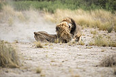 Lions du Kalahari (Panthera leo) se battant pour une femelle, Kgalagadi Transfrontier Park, Botswana