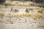 Kalahari Lions (Panthera leo) fighting for a female, Kgalagadi Transfrontier Park, Botswana