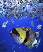 Titan triggerfish, Balistoides viridescens. Biting a plastic bottled lid. A lot of sea animals ingest plastic garbage because they think it's edible food. Huge amount of plastic garbage at the surface and in midwater. Thilafushi Island. Maldives Digital composite. Composite image