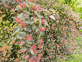 Physocarpus opulifolius 'Diable d'Or'