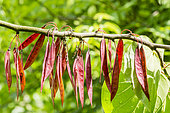 Cercis chinensis