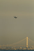 Elegant tern (Thalasseus elegans) diving, Bay Bridge, San Francisco Bay, California,