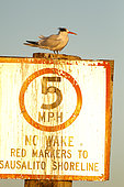 Elegant tern (Thalasseus elegans) on a pole, Sausalito, San Francisco Bay, California,