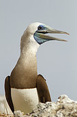 Brown booby (Sula leucogaster) male, Isla Isabella, Nayarit, Mexico